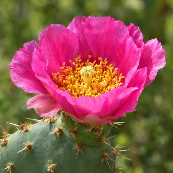 Cactée 'Hamburg' (Opuntia hystricina) — gros plan de fleur rose sur cactus épineux · Photo d'illustration