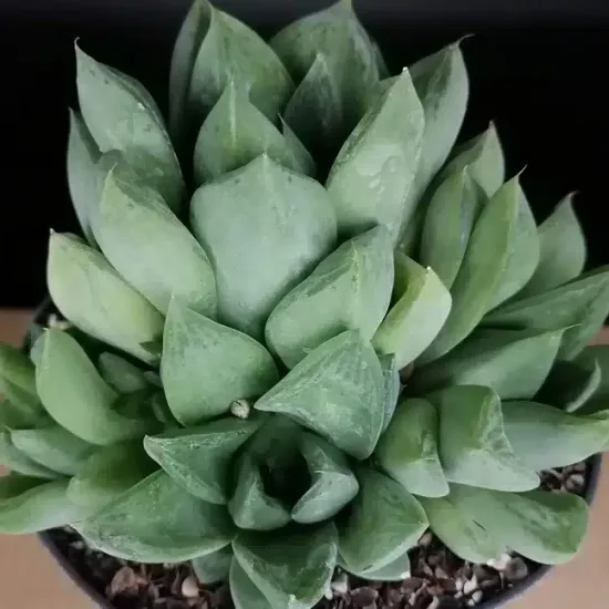 Succulente (Haworthia cymbiformis) — rosette serrée de feuilles charnues vert clair · Pot 1.5L