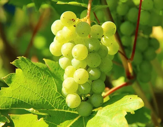 Vigne 'De table cardinal' (Vitis vinifera) — photo 2