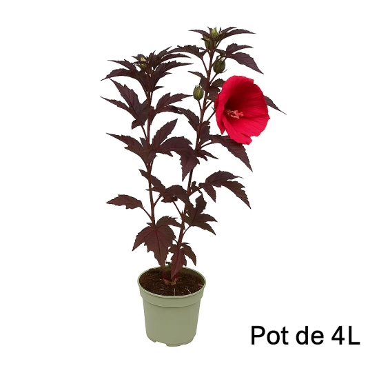 Hibiscus des marais 'Geant red'