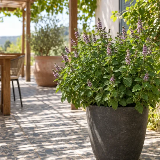 Menthe pamplemousse 'Grapefruit' (Mentha × piperita) — grand plant aromatique fleuri en pot sur terrasse · Photo d'illustration