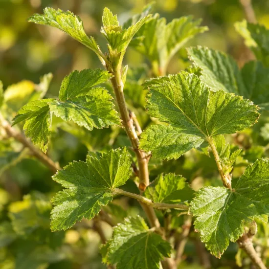 Groseillier à grappes 'Cerise blanche' (Ribes rubrum) — jeunes rameaux avec feuillage vert en gros plan · Photo d'illustration