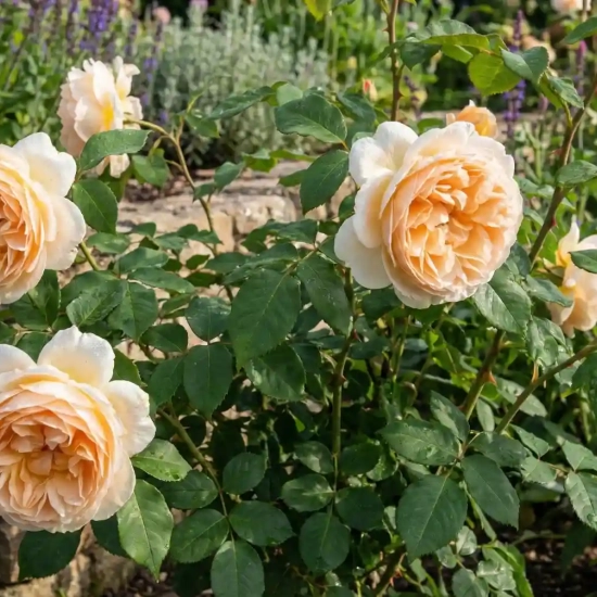 Rosier 'Patrick devedjian'