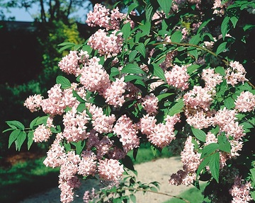 Deutzie hybride 'Perle rose'