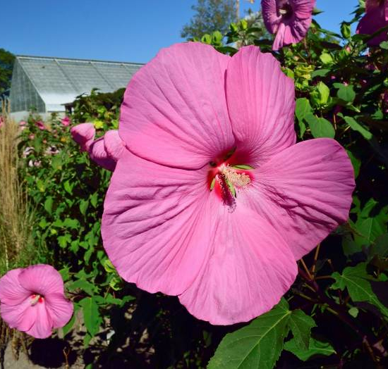 Hibiscus des marais 'Planet solene'