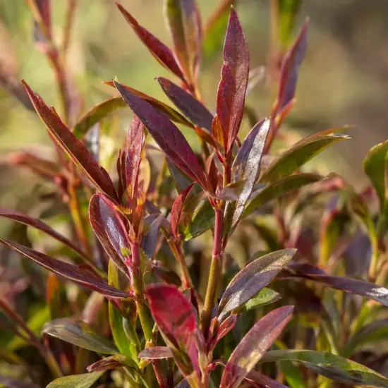 Gaura rouge compacte 'Rubra nana' (Gaura lindheimeri) — gros plan de jeunes feuilles rouges et vertes