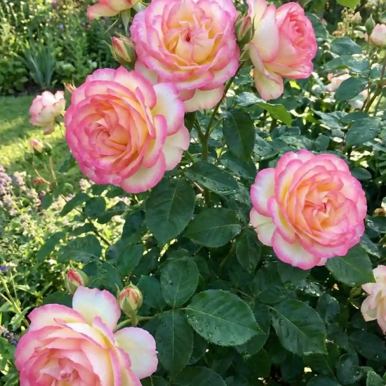 Rosier 'Leo ferre '