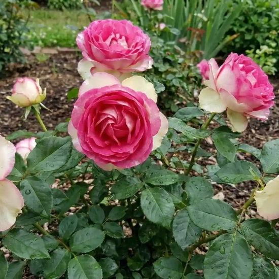 Rosier 'Monica bellucci  '