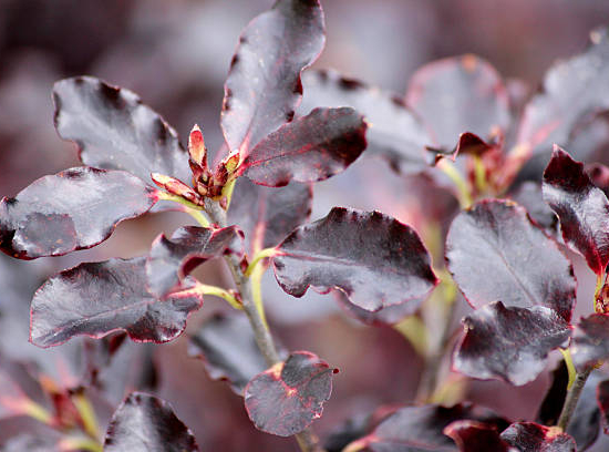 Pittospore 'Purpureum'