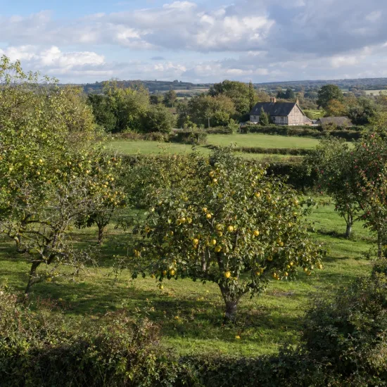 Cognassier d'angers 'Angers' (Cydonia oblonga) — verger de petits arbres fruitiers à la campagne · Photo d'illustration