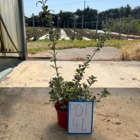 Fusain du japon 'President gauthier'