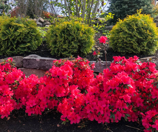 Azalée japonaise 'Autumn fire rouge'
