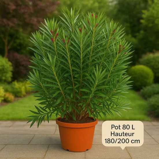 Laurier rose 'Grandiflorum'