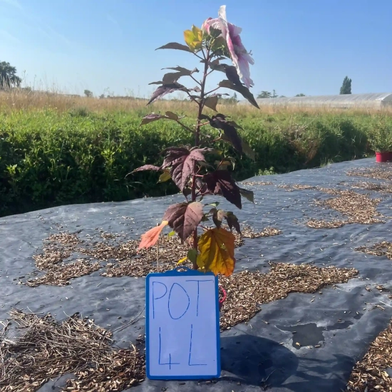 Hibiscus des marais 'Summerific perfect storm'