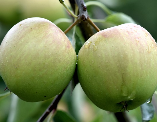 Pommier verde doncella