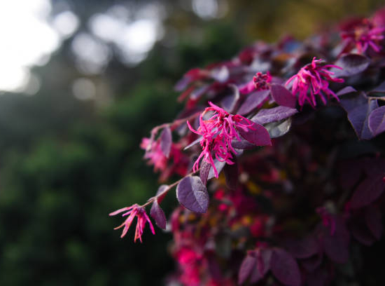 Loropétale de chine 'Black pearl'