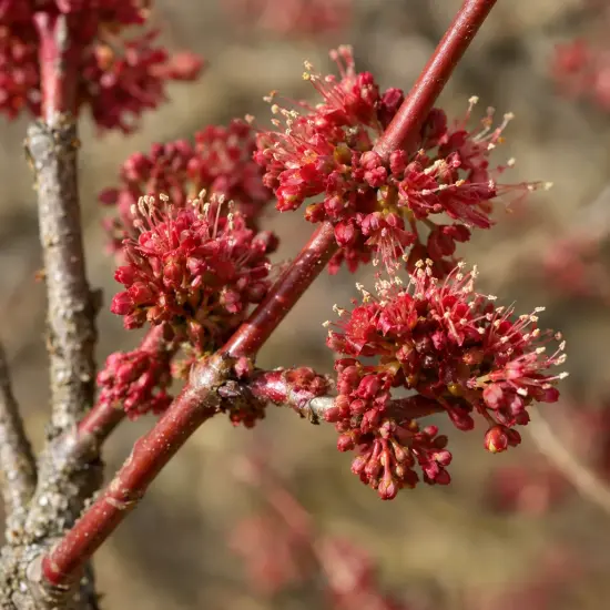 Érable rouge 'Rubrum' (Acer) — petites fleurs rouges groupées sur rameaux nus