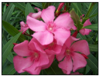 Laurier rose 'Minouche'