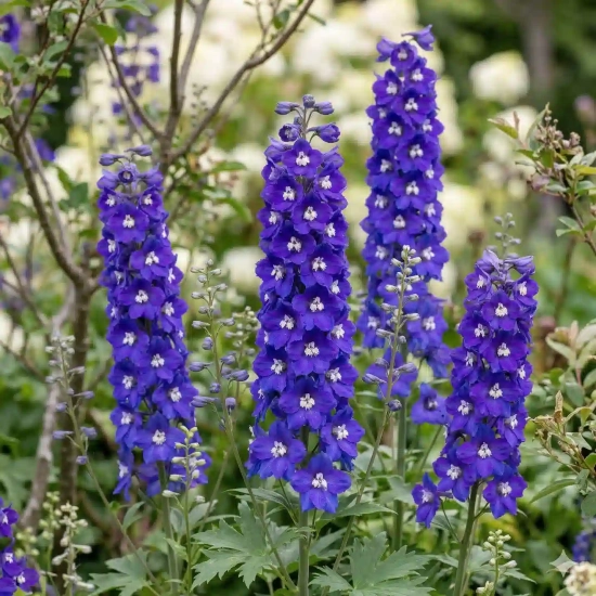 Dauphinelles 'Glitzy'