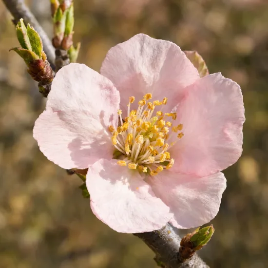 Cognassier ba29 'Provence ba29' (Cydonia oblonga) — fleur pâle ouverte sur branche, gros plan · Photo d'illustration