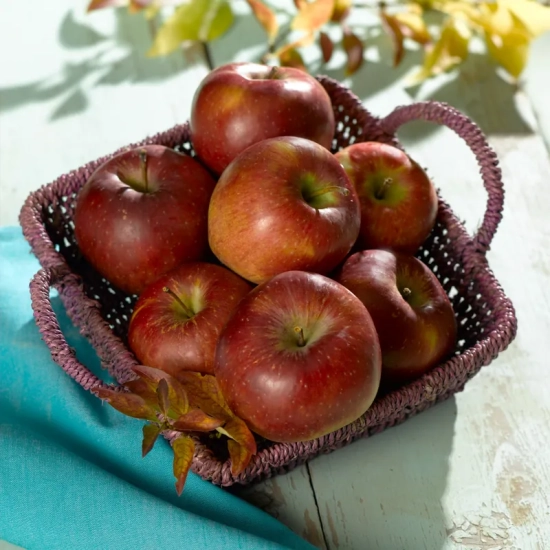 Pommier  'Regali'