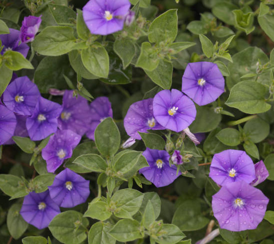 Liseron de Mauritanie