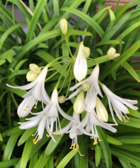 Agapanthe hybride 'Kilmurry blanche'
