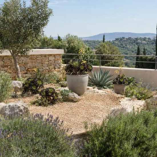 Succulente 'Surreal vortex' (Semponium) — massif méditerranéen avec plantes en pots et graviers · Photo d'illustration