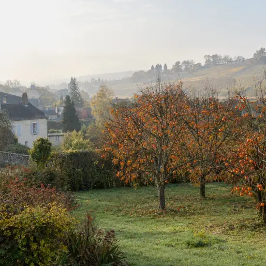 Plaqueminier 'Pomme jiro' (Diospyros kaki) — arbres fruitiers chargés de fruits orange en automne