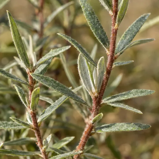 Caryopteris mongholica — gros plan sur tiges ligneuses et feuilles étroites · Photo d'illustration