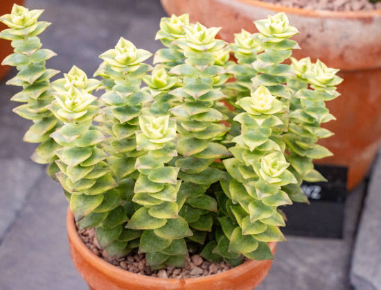 Crassule 'perforata'
