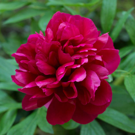 Pivoine 'Felix crousse rouge'