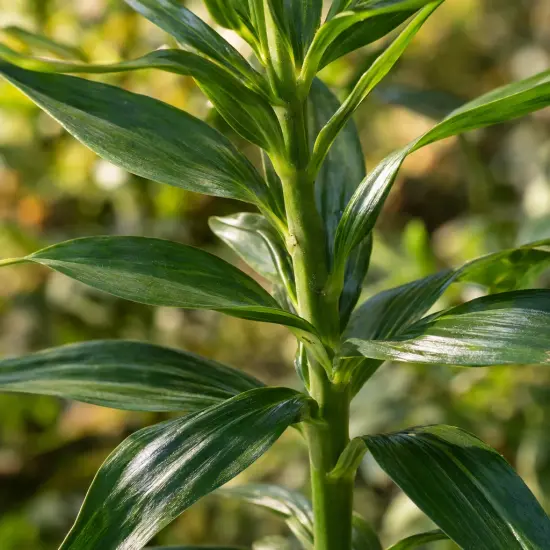 Lys des incas 'Summer sky' (Alstroemeria) — gros plan sur tiges dressées au feuillage vert
