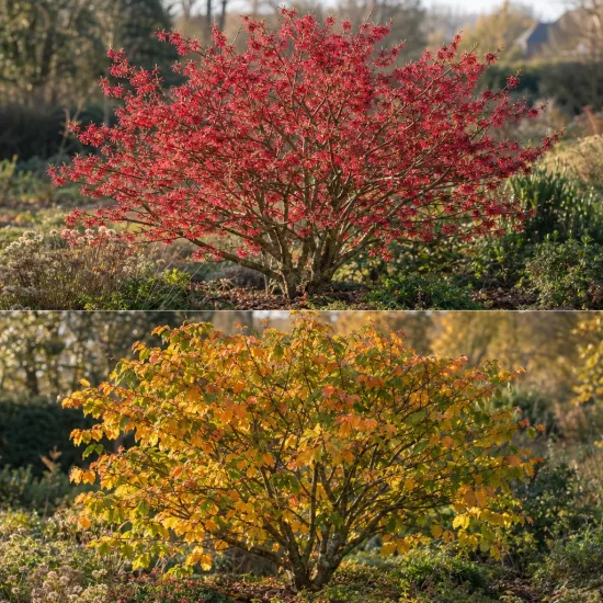Hamamélis 'Ruby glow rouge' (Hamamelis intermedia) — Photo d'illustration, photo 2
