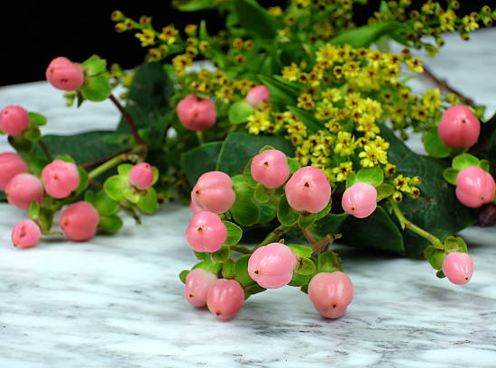 Millepertuis 'Magical beauty'