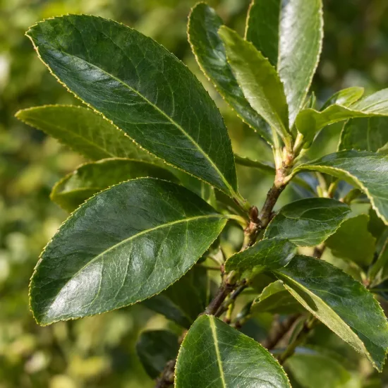 Thé du paraguay (Ilex paraguariensis) — gros plan de feuilles vertes brillantes · Photo d'illustration