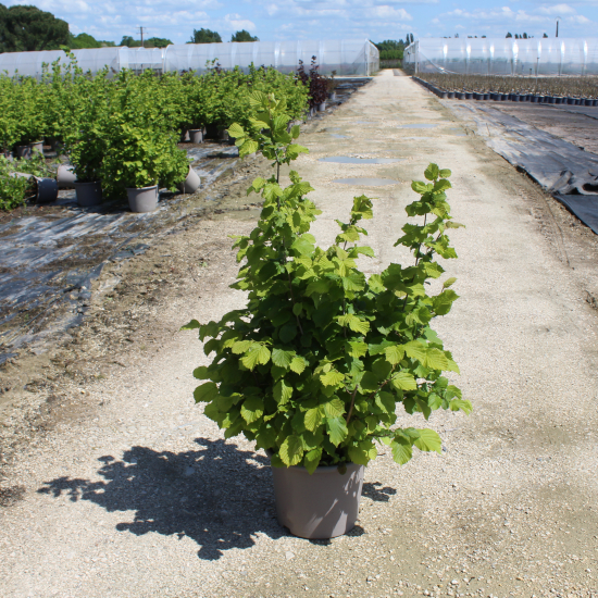 Noisetier 'Merveille bollwiller'