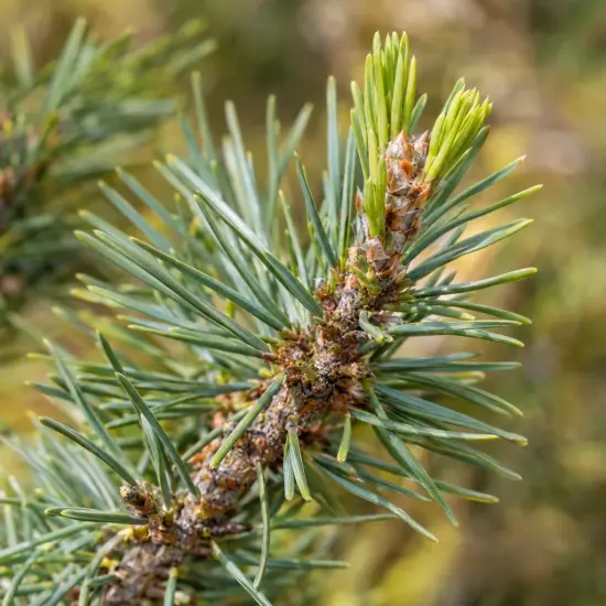 Pin sylvestre 'Albyns' (Pinus sylvestris) — gros plan sur une pousse de conifère