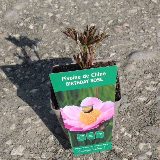 Pivoine 'Birthday rose'