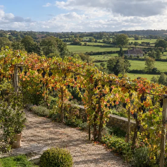 Cépage noir 'Pinot d'aunis' (Vitis vinifera) — treille couverte de grappes sombres dans un jardin · Photo d'illustration