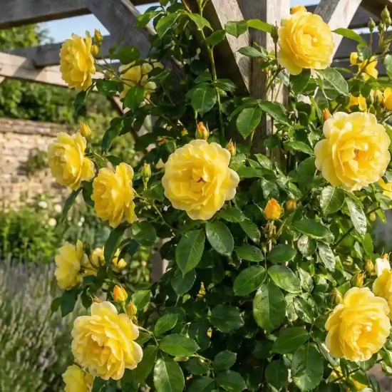 Rosier 'Yellow hammer '