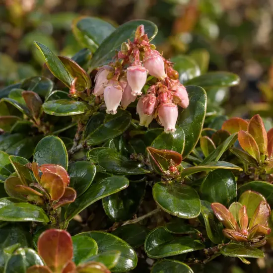 Raisin des ours 'Vancouver jade' (Arctostaphylos uva-ursi) — grappes de petites clochettes roses sur feuillage luisant