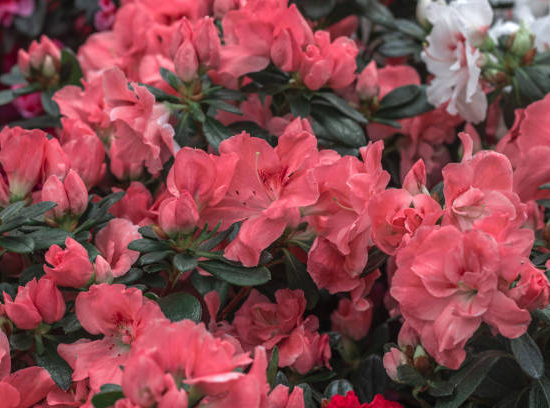 Azalée japonaise 'Princess saumone'