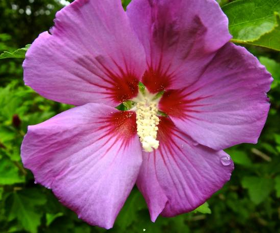 Althéa 'Walberton's ® rose moon walhirosmo'