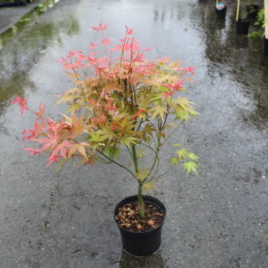 Érable du japon 'Phoenix' — Pot 3L