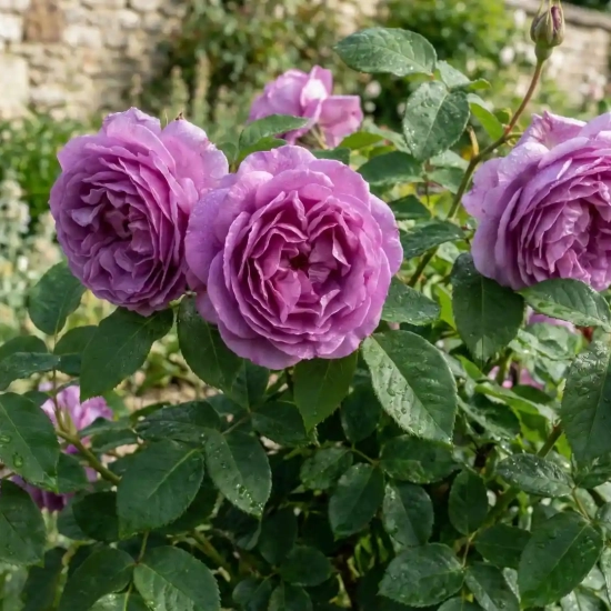 Rosier 'Charles de gaulle '
