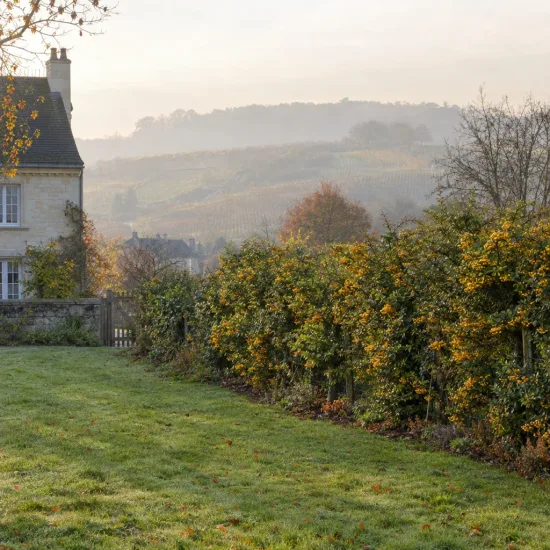 Buisson ardent jaune 'Golden glow' (Pyracantha coccinea) — longue haie fruitée bordant une pelouse de jardin · Photo d'illustration