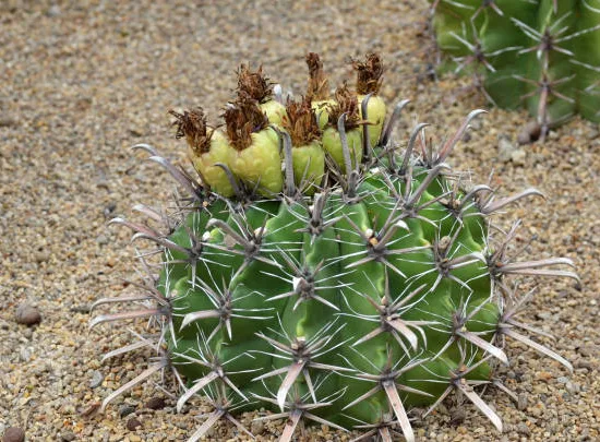 Cactus tonneau