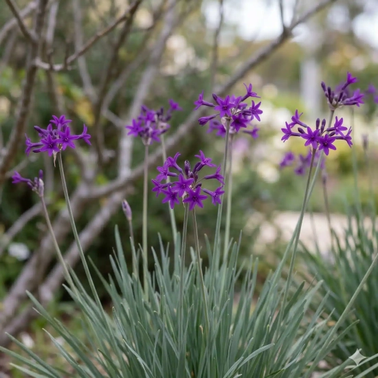 Tulbaghie 'Dark star'