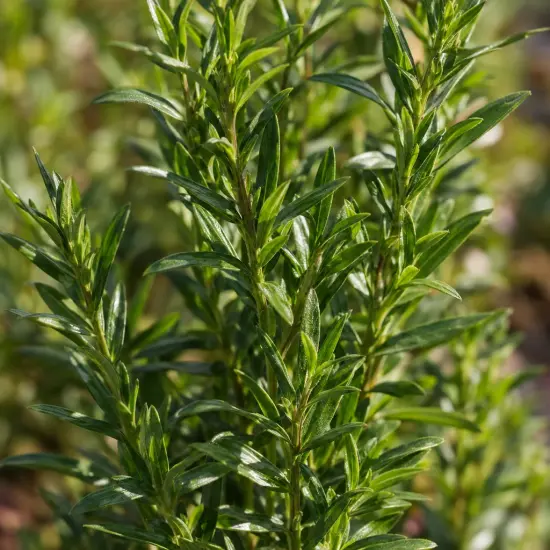 Aster nain 'Augenweide' (Aster dumosus) — feuillage vert dense sur tiges dressées